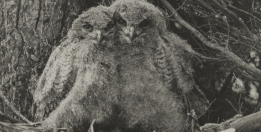 Black and white photograph by Włodzimierz Puchalski. Two huddled little owls sit among the branches. 